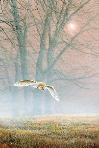 Jeremy Paul: Ghost In The Mist - Barn Owl by Jeremy Paul