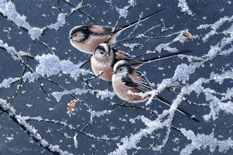 Trio - Long Tailed Tits