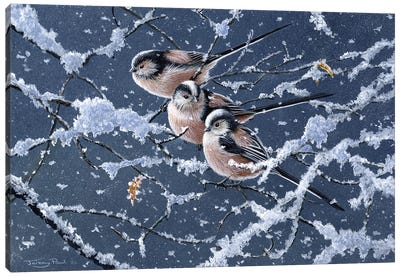Trio - Long Tailed Tits Canvas Art Print - Rustic Winter
