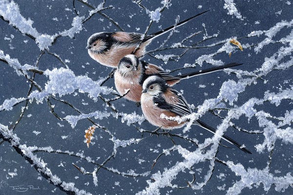Rustic Winter: Trio - Long Tailed Tits by Jeremy Paul