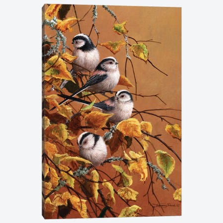 Family Group - Long Tailed Tits Canvas Print #JYP41} by Jeremy Paul Canvas Print