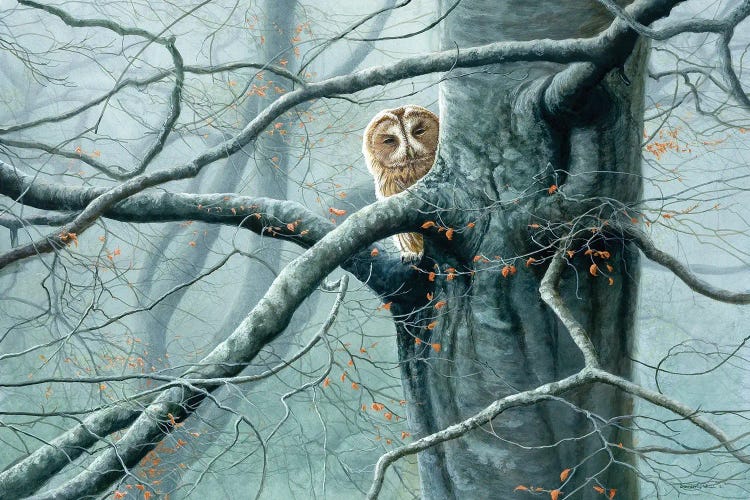 Misty Encounter - Tawny Owl