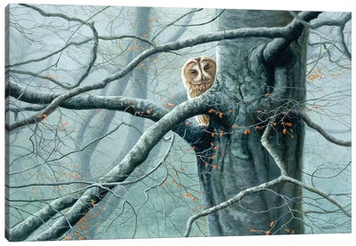 Misty Encounter - Tawny Owl Canvas Art Print - Jeremy Paul