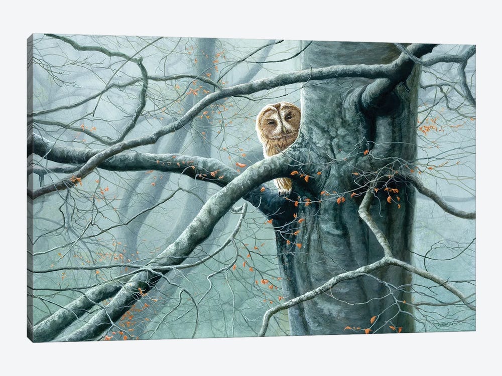 Misty Encounter - Tawny Owl by Jeremy Paul 1-piece Canvas Art Print