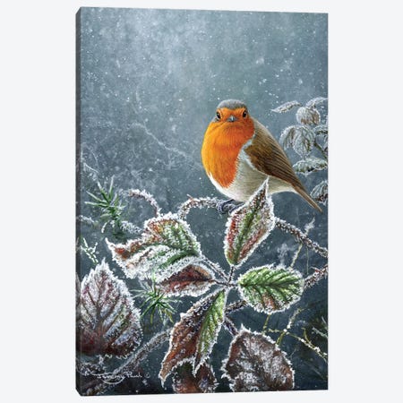 Touch Of Frost - Robin Canvas Print #JYP43} by Jeremy Paul Art Print