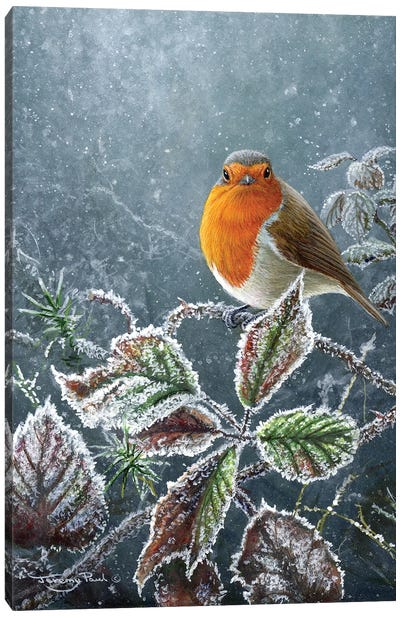 Touch Of Frost - Robin Canvas Art Print - Rustic Winter