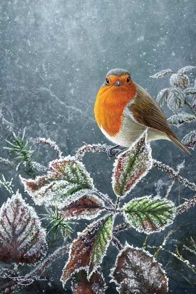 Rustic Winter: Touch Of Frost - Robin by Jeremy Paul