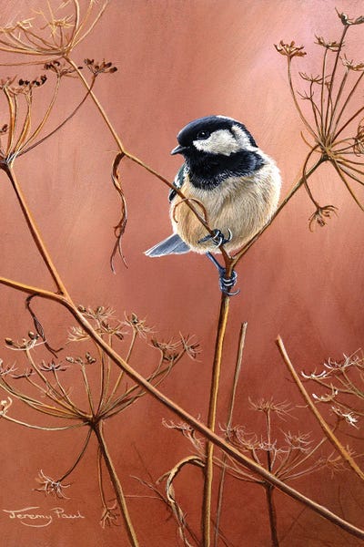 Jeremy Paul: Coal Tit by Jeremy Paul