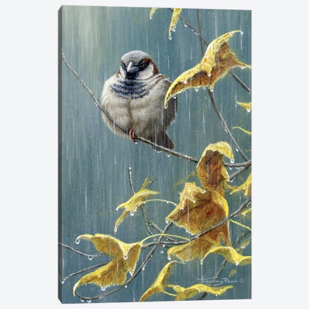 Heavy Rain - Sparrow Canvas Print #JYP48} by Jeremy Paul Art Print