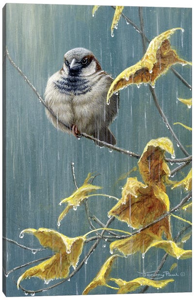 Heavy Rain - Sparrow Canvas Art Print - Jeremy Paul
