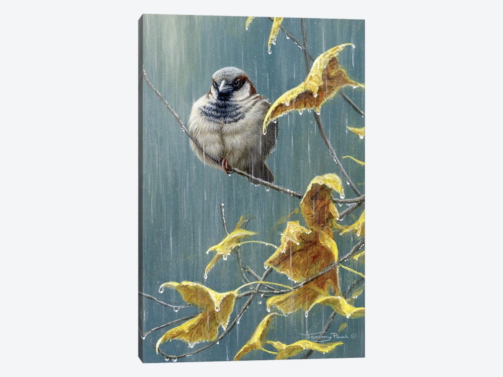 Heavy Rain - Sparrow by Jeremy Paul 1-piece Canvas Art Print
