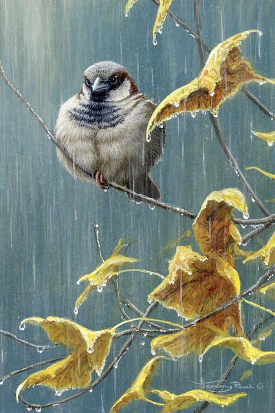 Sparrows: Heavy Rain - Sparrow by Jeremy Paul