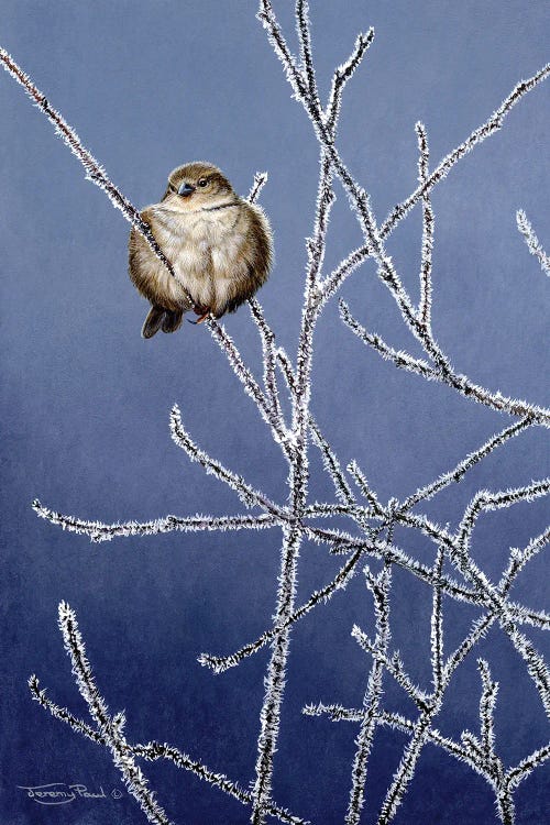 Frosted Branches - Sparrow