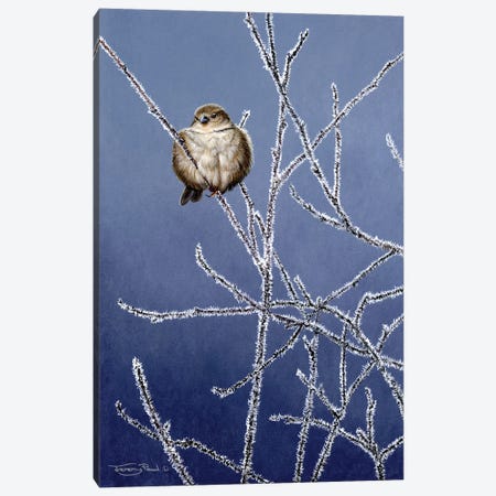 Frosted Branches - Sparrow Canvas Print #JYP49} by Jeremy Paul Canvas Print