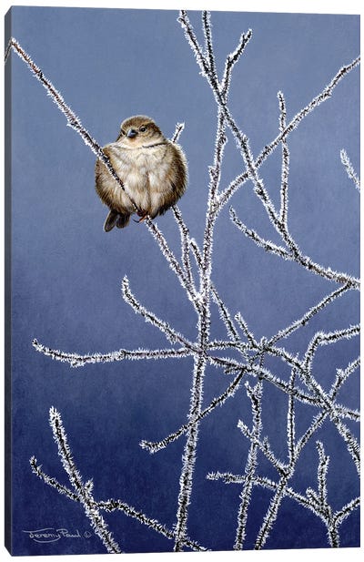 Frosted Branches - Sparrow Canvas Art Print - Sparrow Art