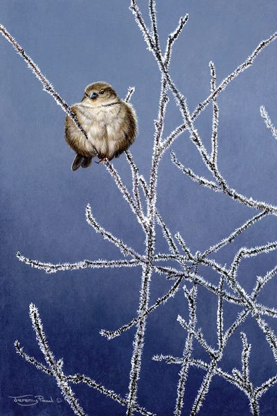Sparrows: Frosted Branches - Sparrow by Jeremy Paul