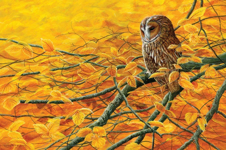 Golden Light Tawny Owl by Jeremy Paul wall art