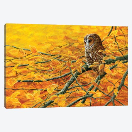 Golden Light Tawny Owl Canvas Print #JYP4} by Jeremy Paul Canvas Artwork