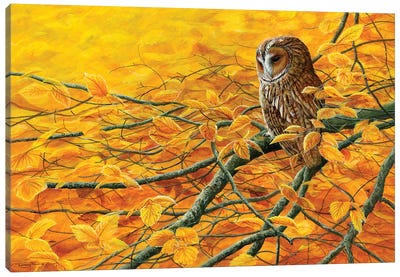 Golden Light Tawny Owl Canvas Art Print - Jeremy Paul