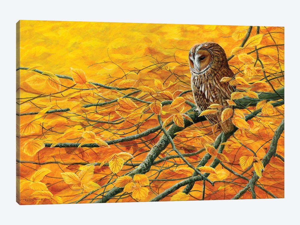 Golden Light Tawny Owl by Jeremy Paul 1-piece Canvas Print