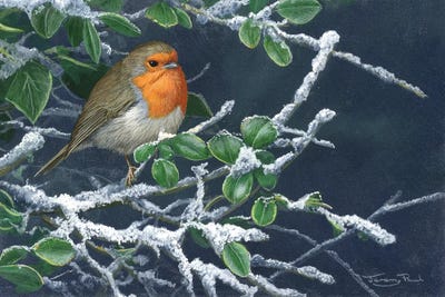 Robin In Winter by Jeremy Paul framed wall art