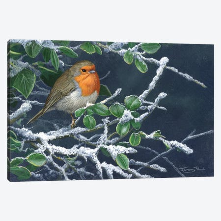 Robin In Winter Canvas Print #JYP50} by Jeremy Paul Canvas Wall Art