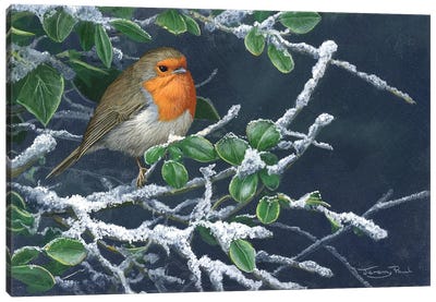 Robin In Winter Canvas Art Print - Robin Art