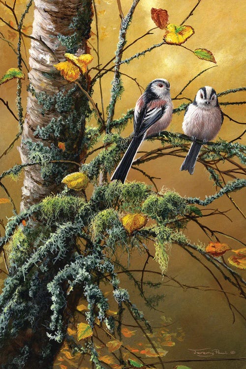 Long Tailed Tits And Lichens