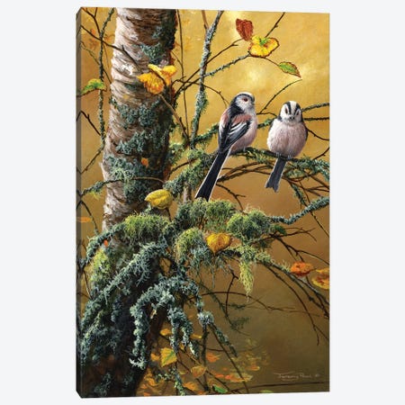 Long Tailed Tits And Lichens Canvas Print #JYP52} by Jeremy Paul Canvas Wall Art