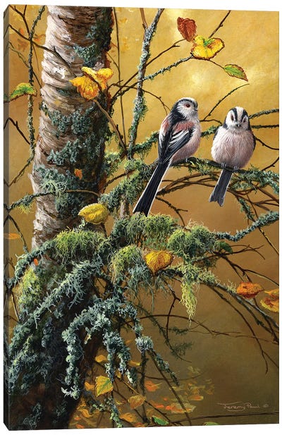 Long Tailed Tits And Lichens Canvas Art Print - Jeremy Paul