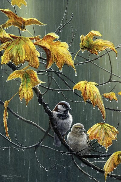 Rain Drops - Sparrows by Jeremy Paul framed wall art