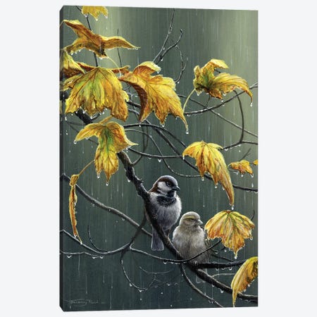 Rain Drops - Sparrows Canvas Print #JYP53} by Jeremy Paul Canvas Artwork