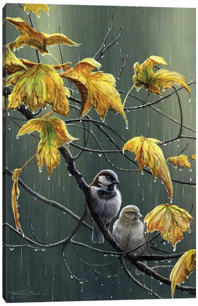 Rain Drops - Sparrows Canvas Art Print - Jeremy Paul