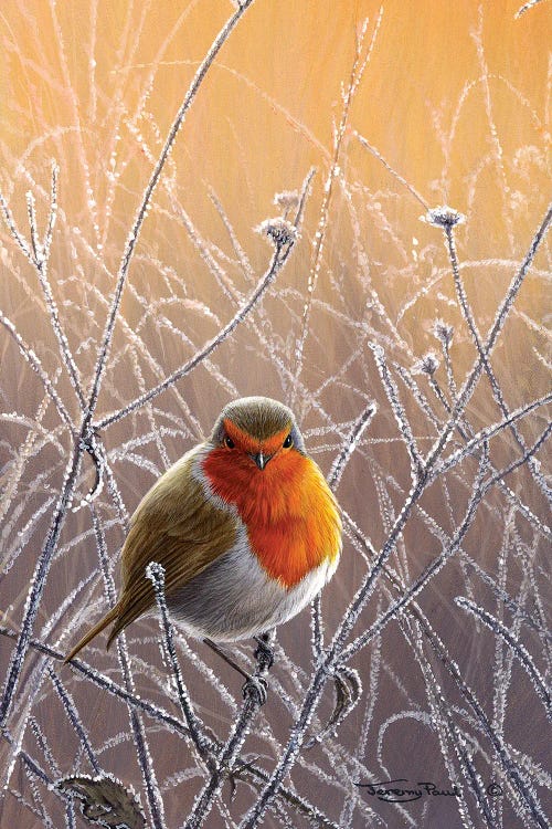 Frosty Glow - Robin