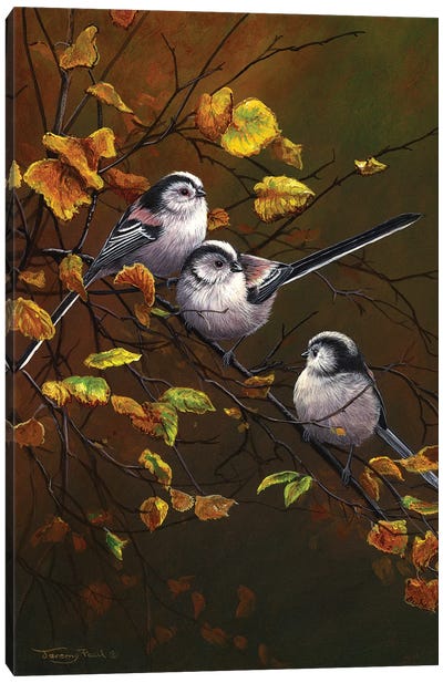 Long Tailed Tits - Autumn Canvas Art Print - Jeremy Paul