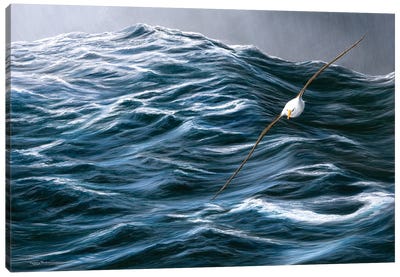 Rolling Ocean - Black Browed Albatross. Canvas Art Print - Jeremy Paul