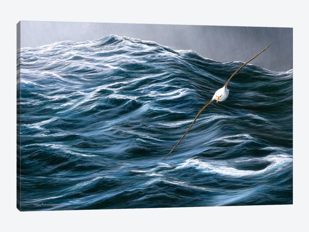 Rolling Ocean - Black Browed Albatross. by Jeremy Paul 1-piece Canvas Print