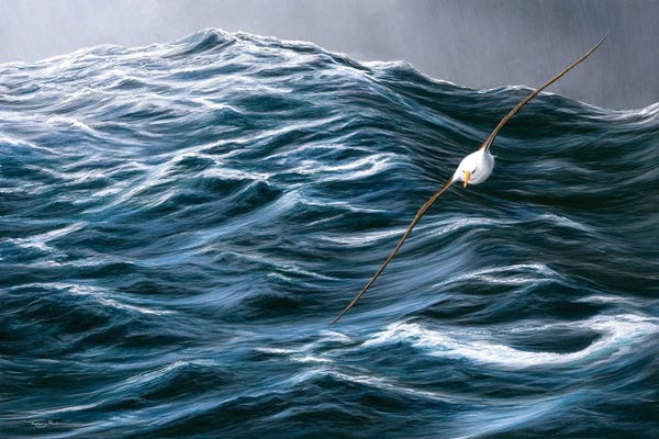 Waves: Rolling Ocean - Black Browed Albatross. by Jeremy Paul