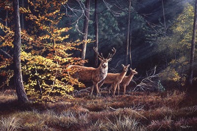 Autumn Flame by Jeremy Paul canvas print