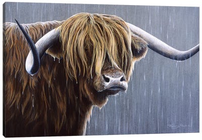 Highlander Canvas Art Print - Highland Cow Art