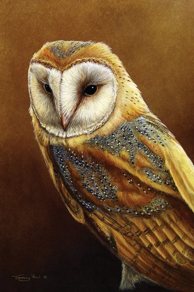 Roosting Place - Barn Owl by Jeremy Paul canvas print