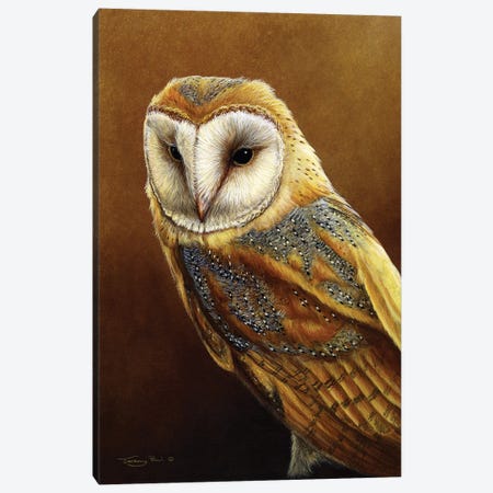 Roosting Place - Barn Owl Canvas Print #JYP63} by Jeremy Paul Canvas Art Print