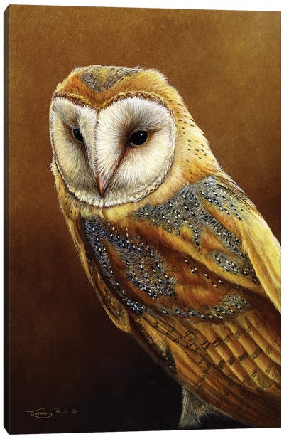 Roosting Place - Barn Owl Canvas Art Print - Owl Art