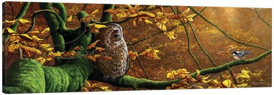 Mobbed - Tawny Owl And Coal Tit Canvas Art Print