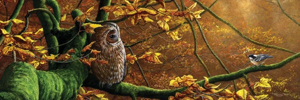Jeremy Paul: Mobbed - Tawny Owl And Coal Tit by Jeremy Paul