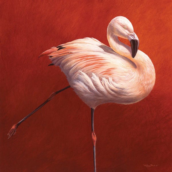 Flamingos: Flame Bird by Jeremy Paul