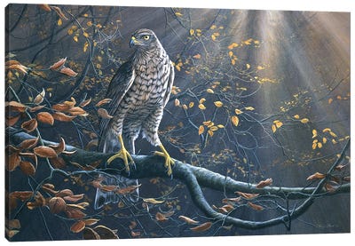 Goshawk Canvas Art Print - Buzzard & Hawk Art