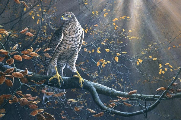 Jeremy Paul: Goshawk by Jeremy Paul