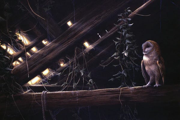 Jeremy Paul: Barn Owl by Jeremy Paul
