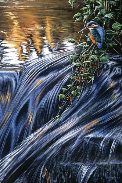 Kingfishers: Kingfisher Falls by Jeremy Paul